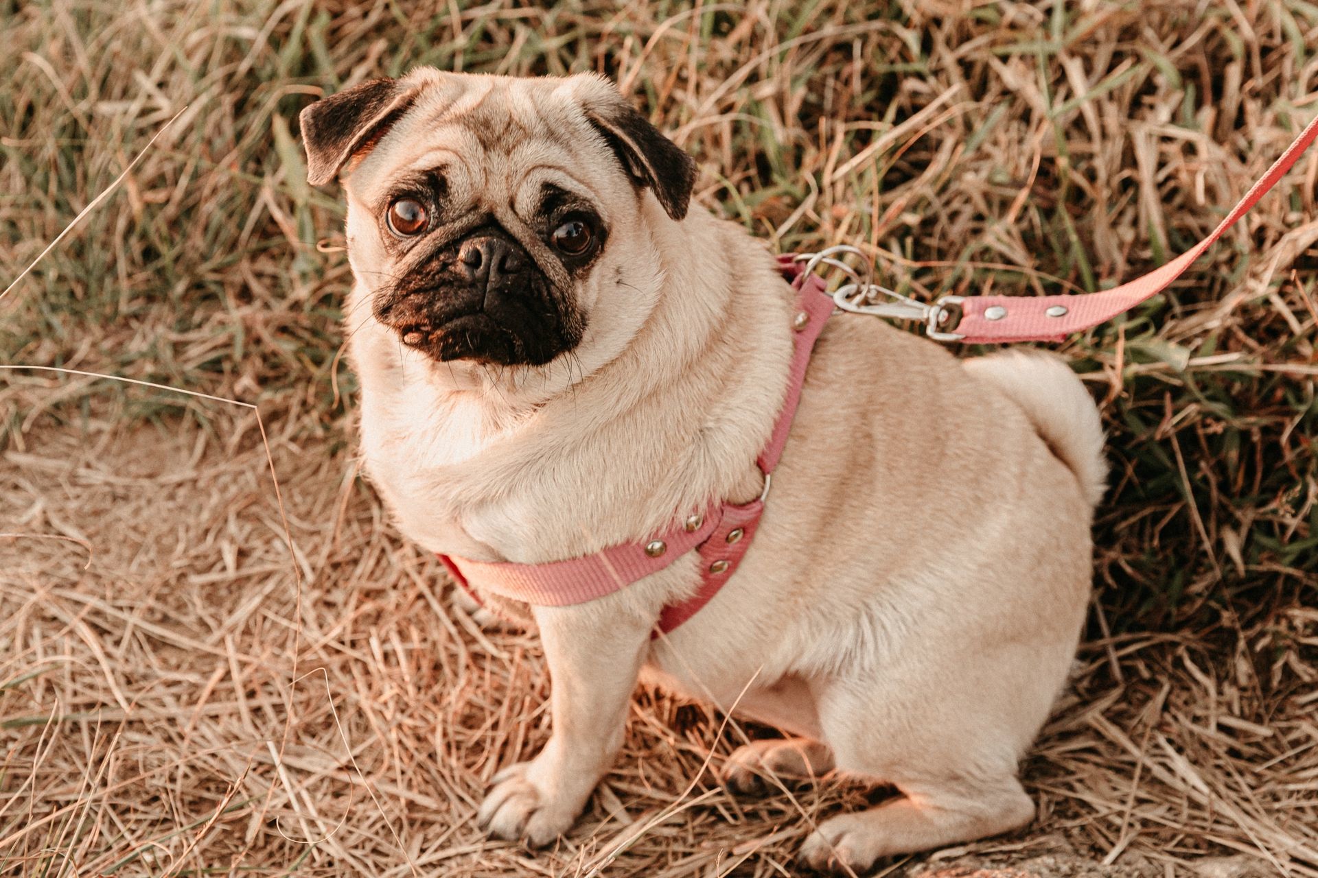 Foto Priscila e Leo | Superação | Ensaio no Pico Foto Priscila e Leo | Superação | Ensaio no Pico - Imagem 8