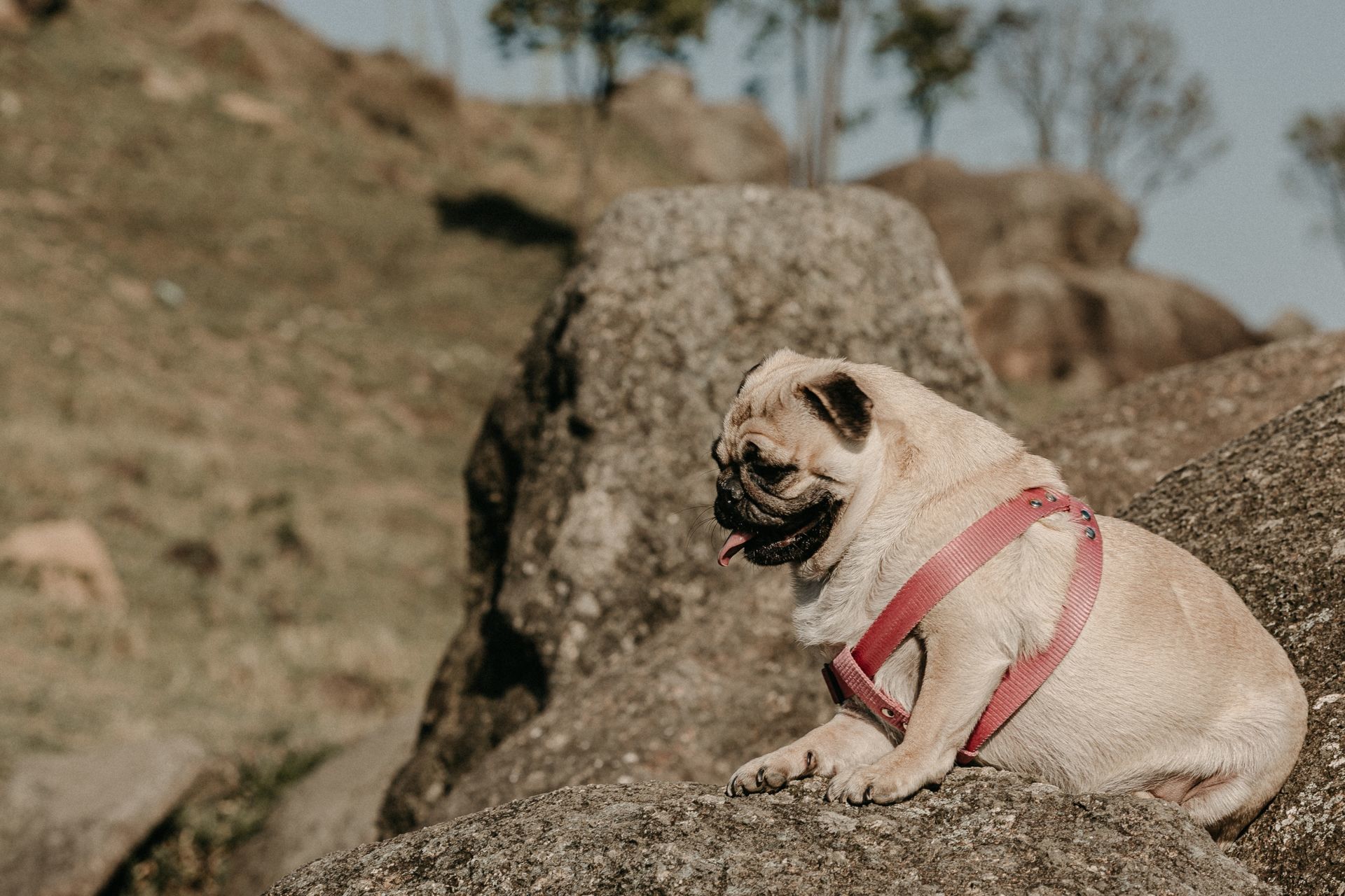 Foto Priscila e Leo | Superação | Ensaio no Pico Foto Priscila e Leo | Superação | Ensaio no Pico - Imagem 33