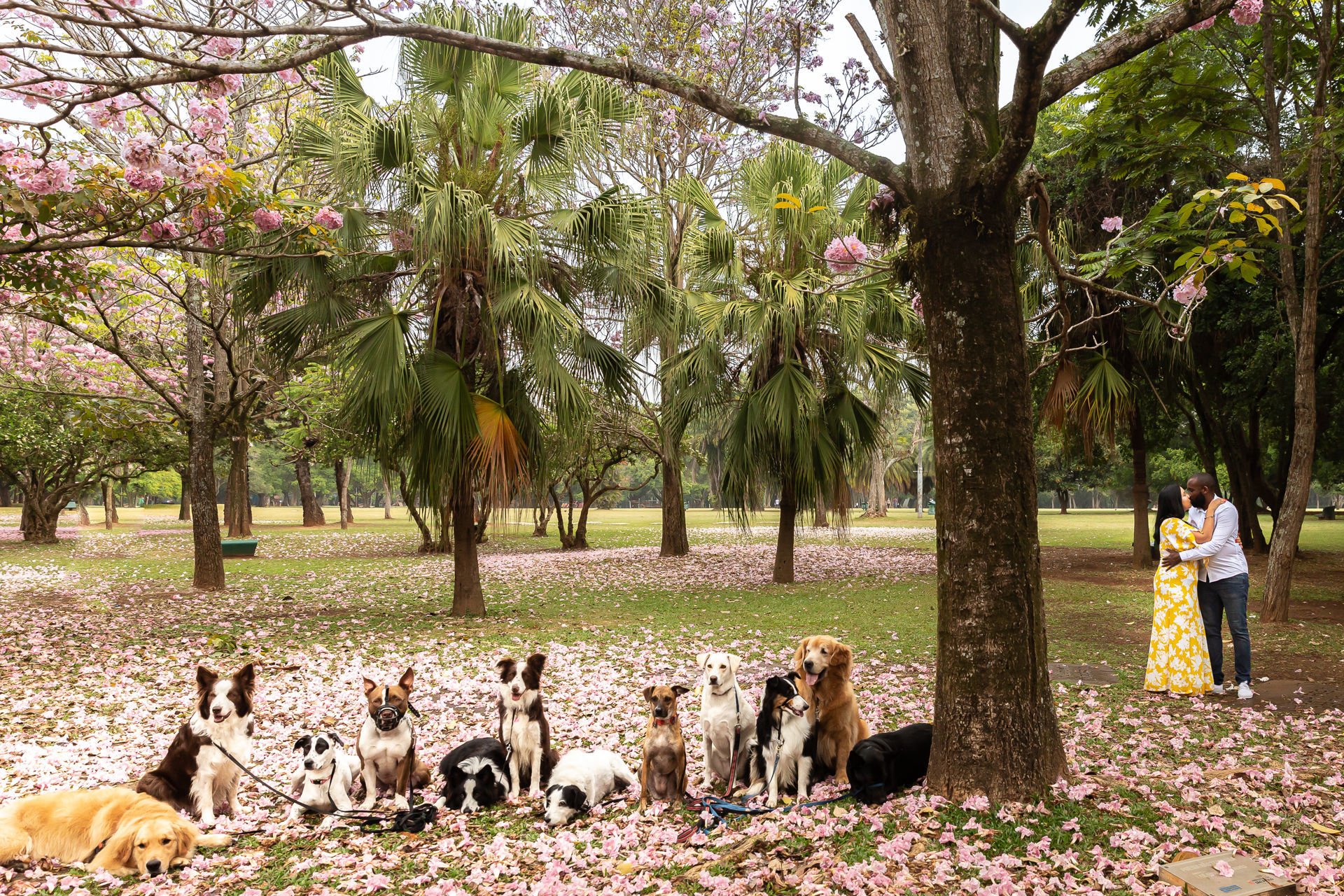 Foto Mari & Bruno Ensaio no Ibira Foto Mari & Bruno Ensaio no Ibira - Imagem 45