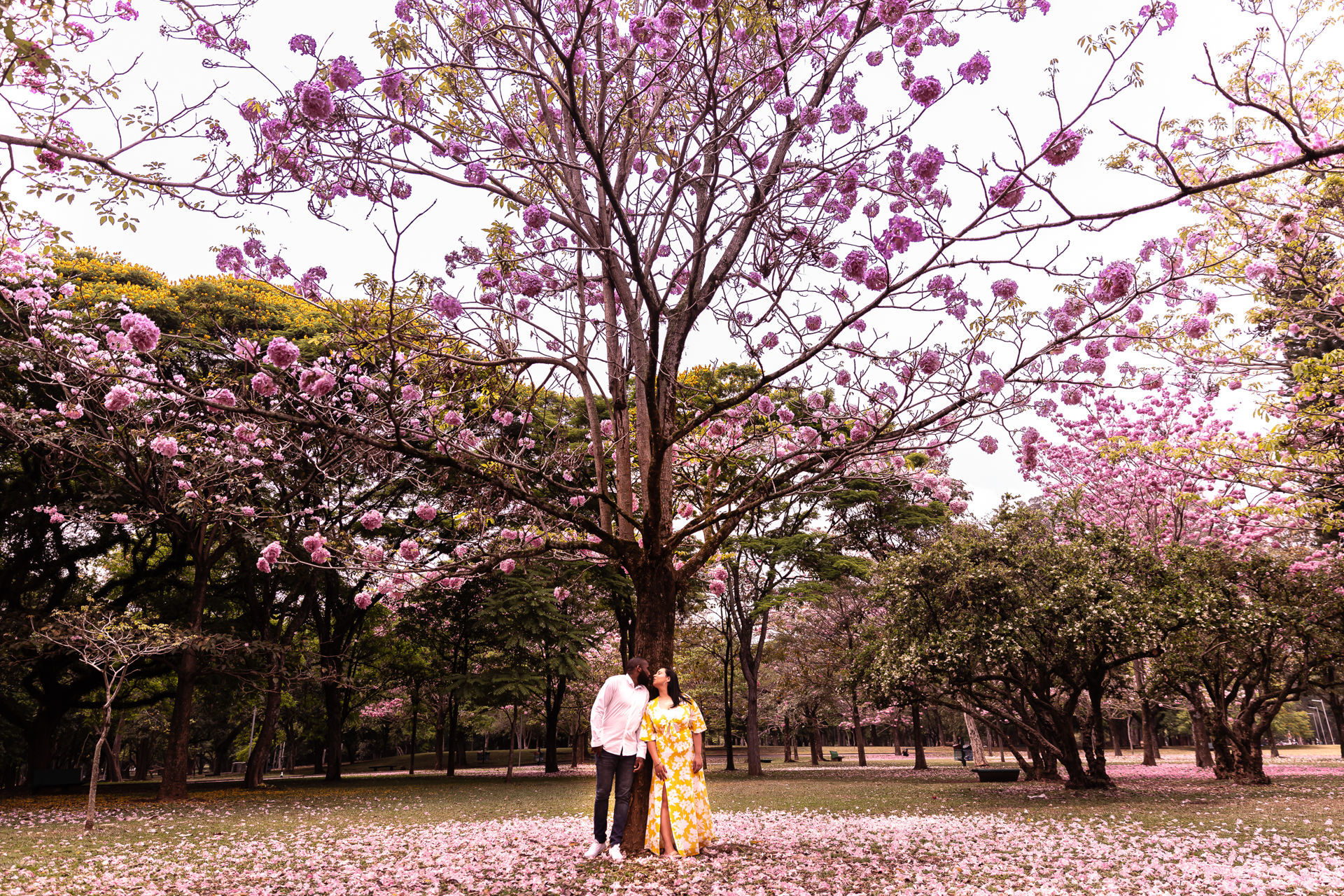 Foto Mari & Bruno Ensaio no Ibira Foto Mari & Bruno Ensaio no Ibira - Imagem 40