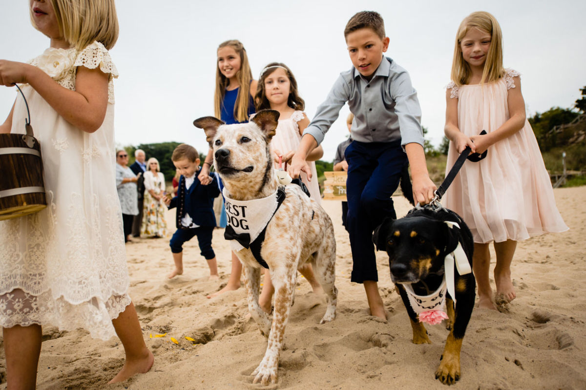Foto DOGS AT WEDDINGS | 2017-2019 Foto DOGS AT WEDDINGS | 2017-2019 - Imagem 8