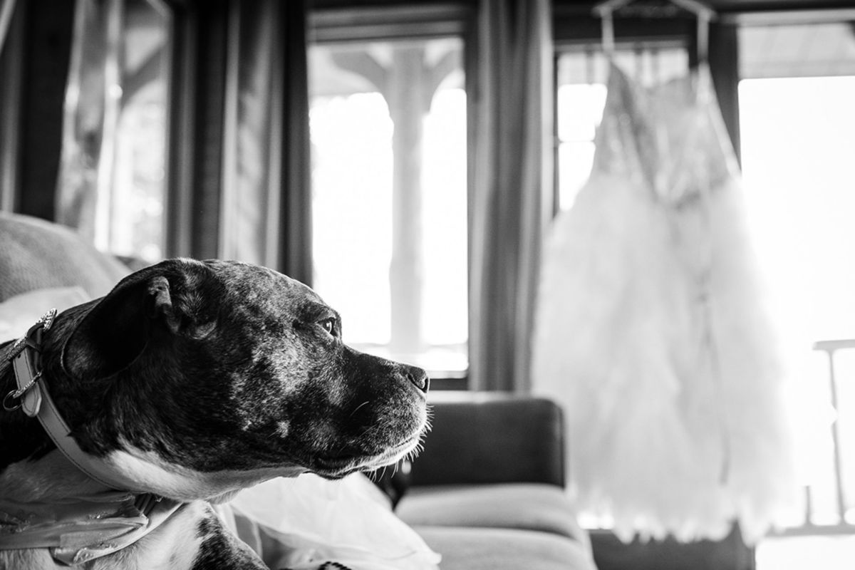 Foto DOGS AT WEDDINGS | 2017-2019 Foto DOGS AT WEDDINGS | 2017-2019 - Imagem 6