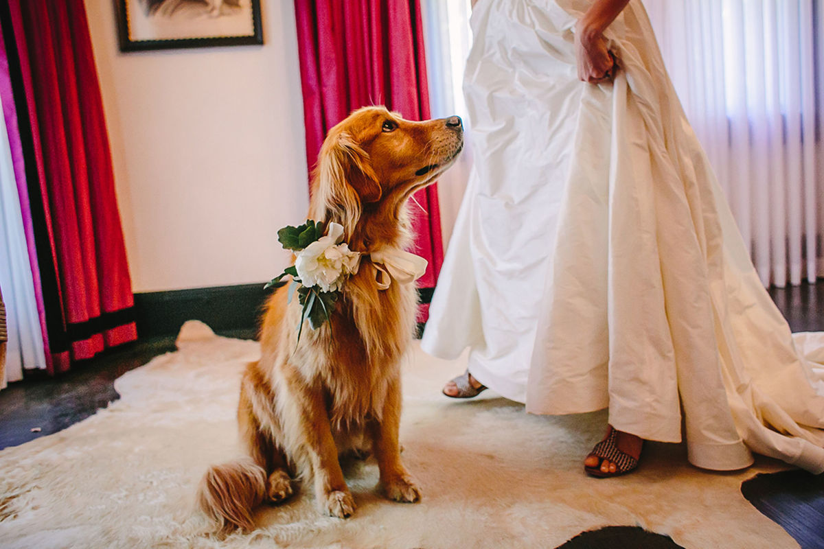 Foto DOGS AT WEDDINGS | 2017-2019 Foto DOGS AT WEDDINGS | 2017-2019 - Imagem 20
