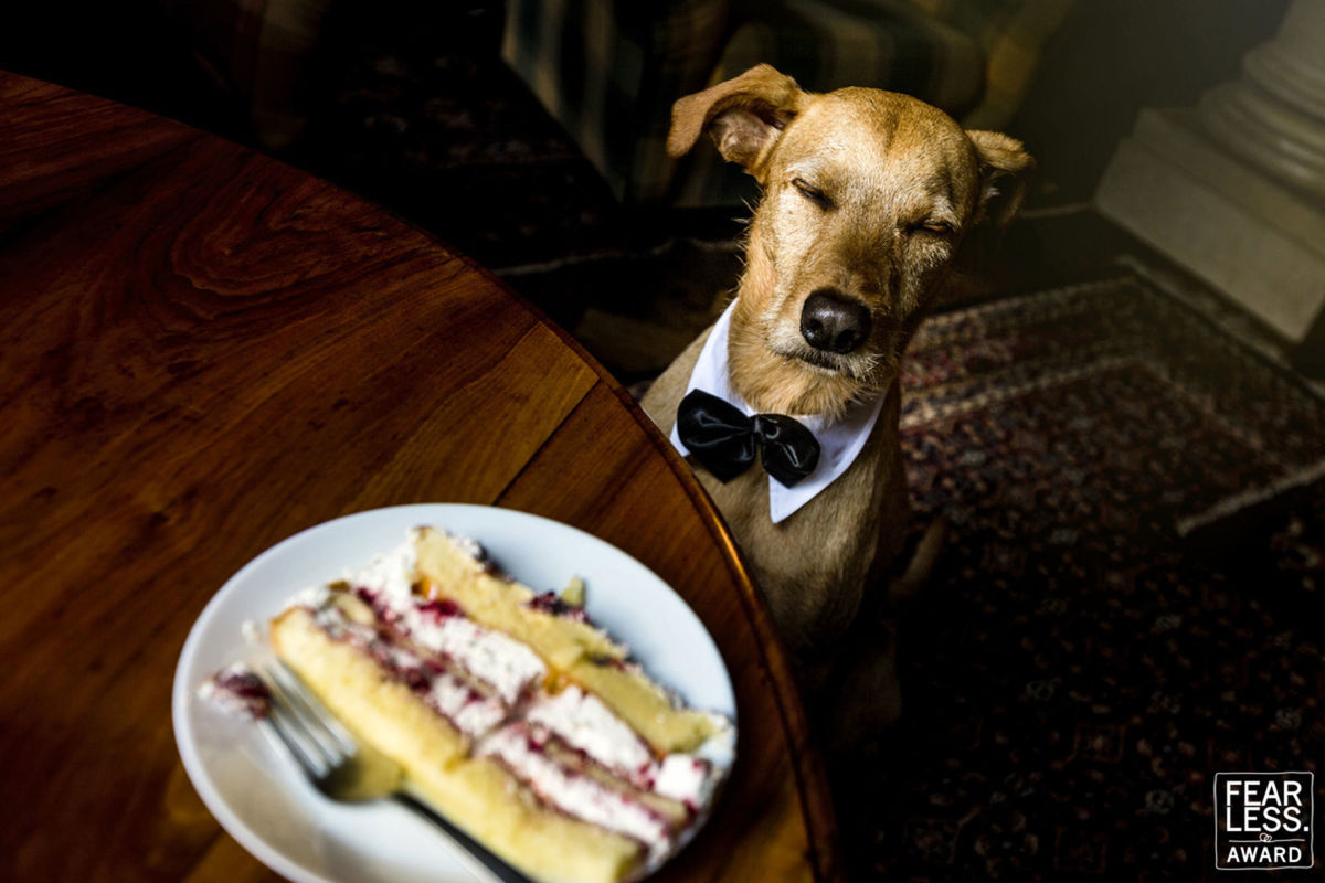 Foto DOGS AT WEDDINGS | 2017-2019 Foto DOGS AT WEDDINGS | 2017-2019 - Imagem 13