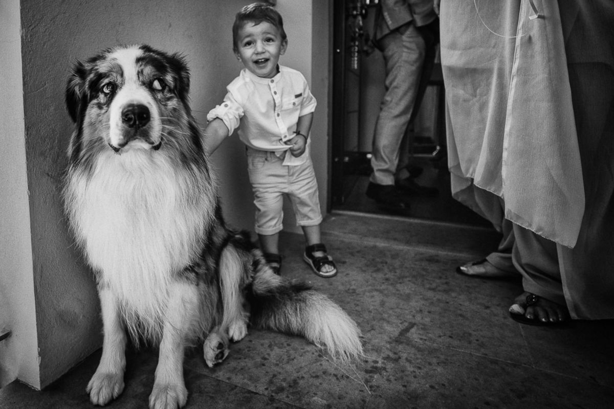 Foto DOGS AT WEDDINGS | 2017-2019 Foto DOGS AT WEDDINGS | 2017-2019 - Imagem 17