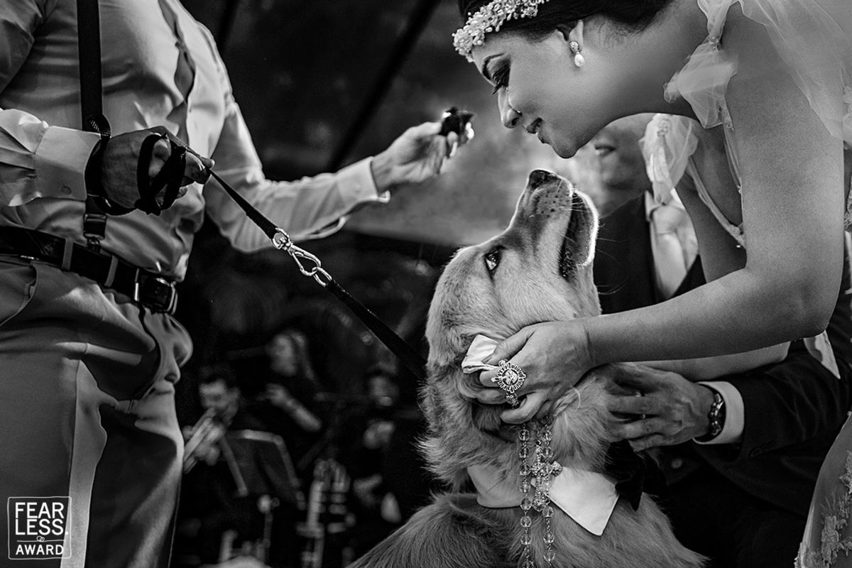 Foto DOGS AT WEDDINGS | 2017-2019 Foto DOGS AT WEDDINGS | 2017-2019 - Imagem 21