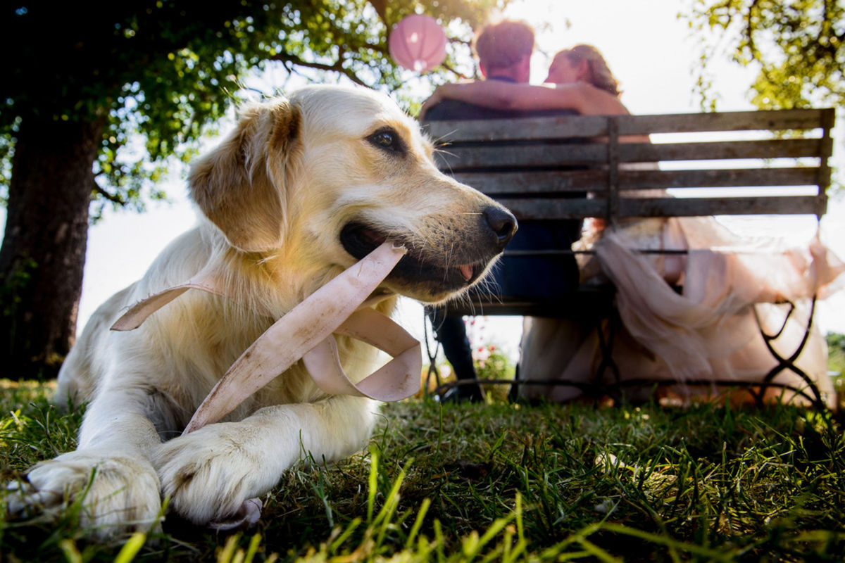 Foto DOGS AT WEDDINGS | 2017-2019 Foto DOGS AT WEDDINGS | 2017-2019 - Imagem 24
