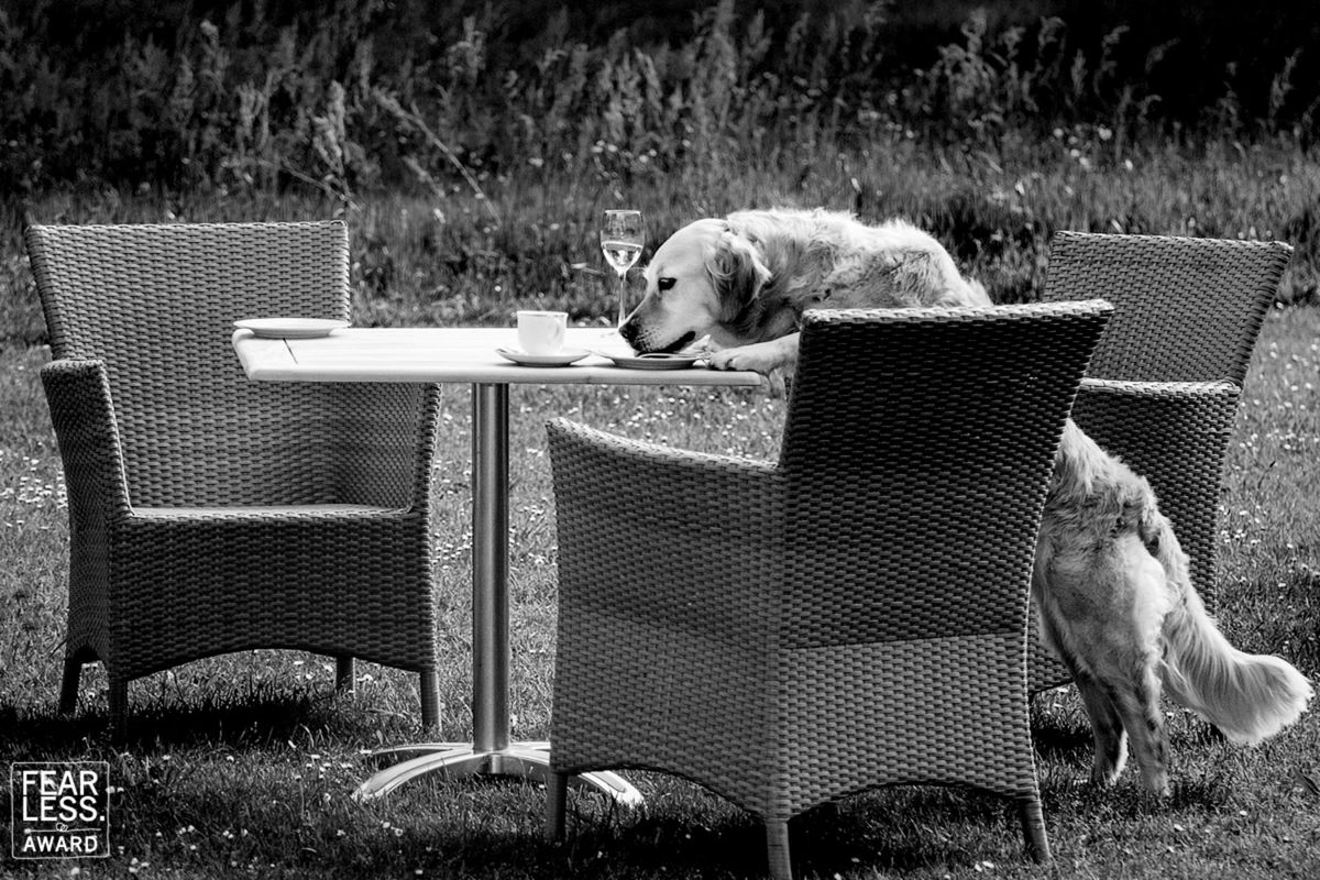 Foto DOGS AT WEDDINGS | 2017-2019 Foto DOGS AT WEDDINGS | 2017-2019 - Imagem 44