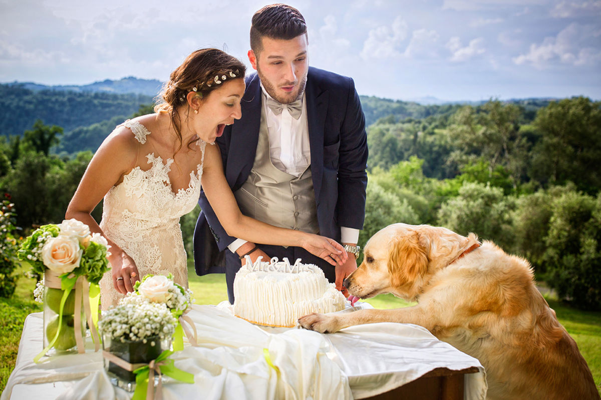Foto DOGS AT WEDDINGS | 2017-2019 Foto DOGS AT WEDDINGS | 2017-2019 - Imagem 32