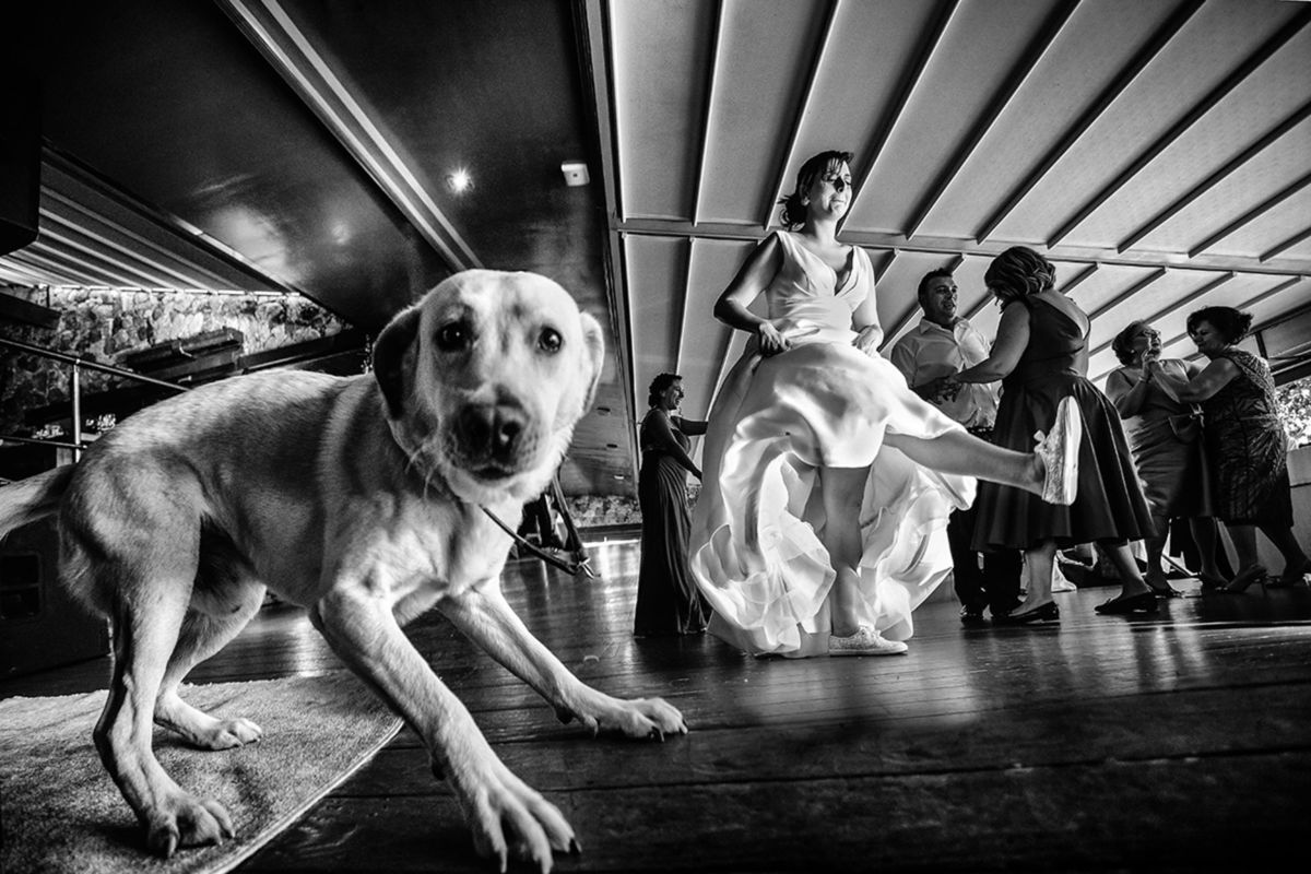 Foto DOGS AT WEDDINGS | 2017-2019 Foto DOGS AT WEDDINGS | 2017-2019 - Imagem 26