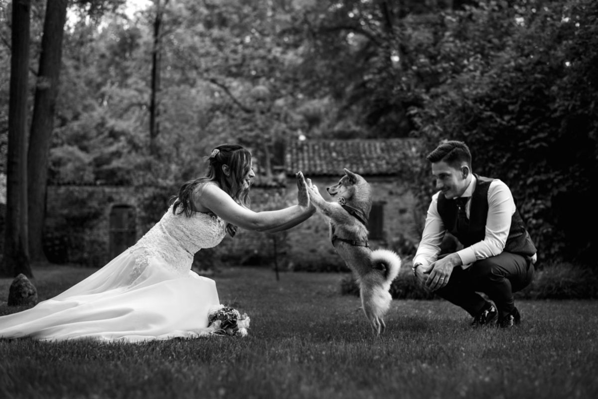 Foto DOGS AT WEDDINGS | 2017-2019 Foto DOGS AT WEDDINGS | 2017-2019 - Imagem 29