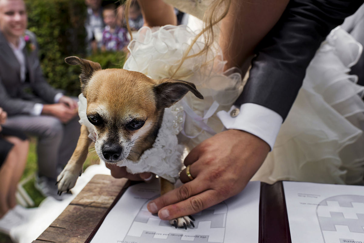 Foto DOGS AT WEDDINGS | 2017-2019 Foto DOGS AT WEDDINGS | 2017-2019 - Imagem 28