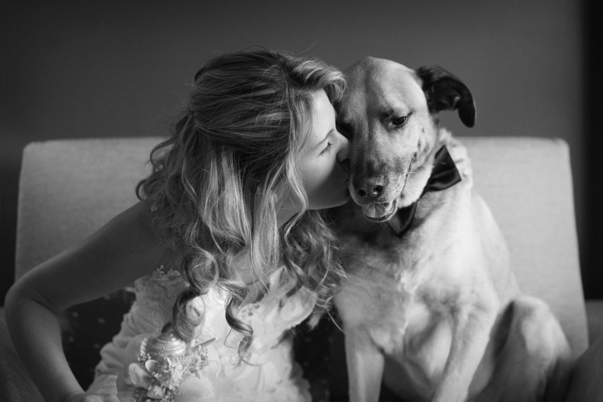 Foto DOGS AT WEDDINGS | 2017-2019 Foto DOGS AT WEDDINGS | 2017-2019 - Imagem 47