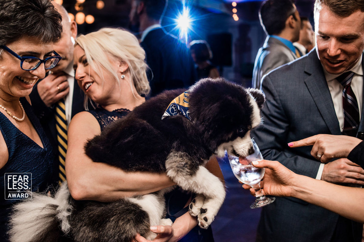 Foto DOGS AT WEDDINGS | 2017-2019 Foto DOGS AT WEDDINGS | 2017-2019 - Imagem 59