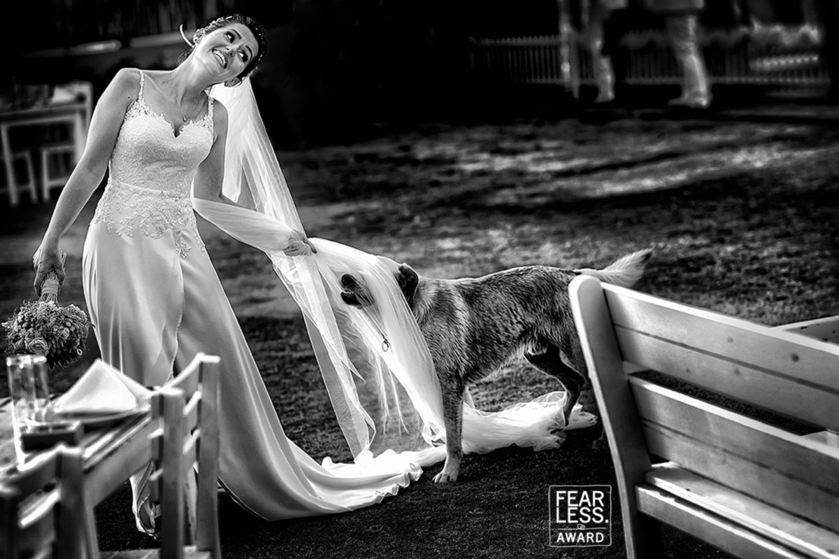 Foto DOGS AT WEDDINGS | 2017-2019 Foto DOGS AT WEDDINGS | 2017-2019 - Imagem 62