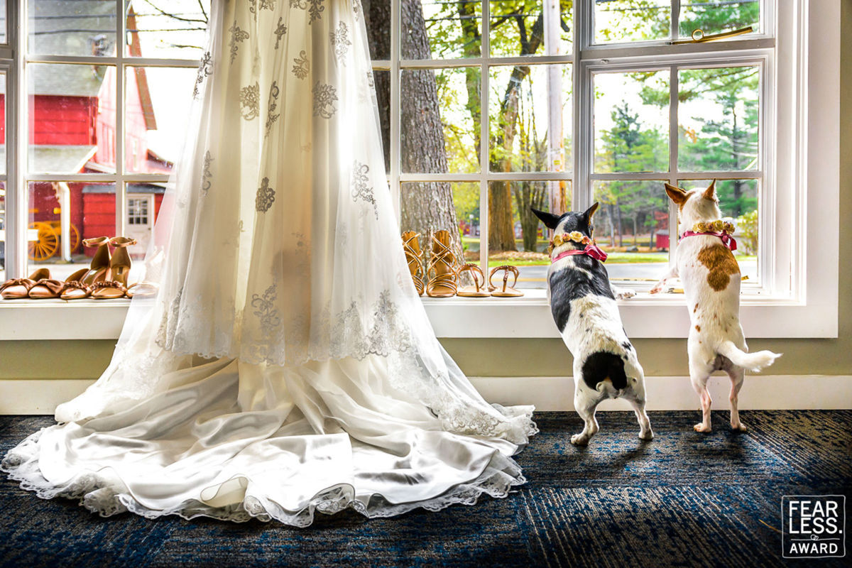 Foto DOGS AT WEDDINGS | 2017-2019 Foto DOGS AT WEDDINGS | 2017-2019 - Imagem 56