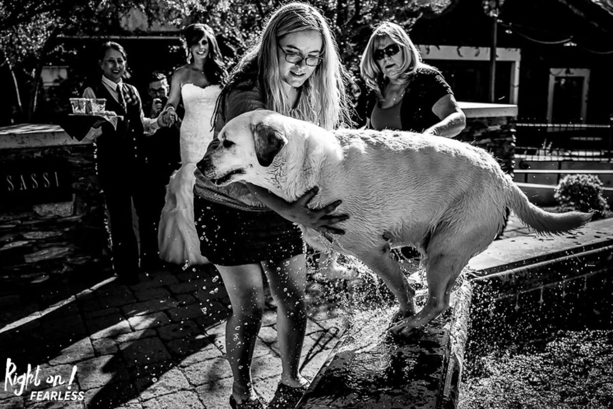 Foto DOGS AT WEDDINGS | 2017-2019 Foto DOGS AT WEDDINGS | 2017-2019 - Imagem 57