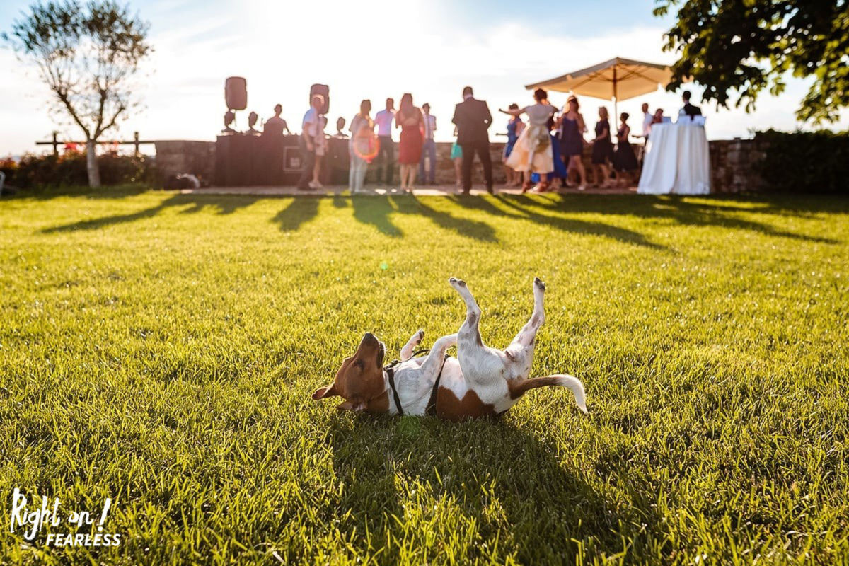 Foto DOGS AT WEDDINGS | 2017-2019 Foto DOGS AT WEDDINGS | 2017-2019 - Imagem 60