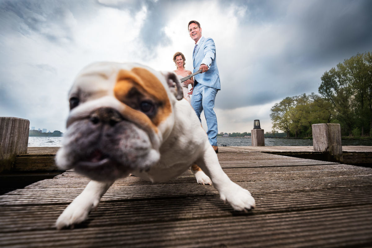 Foto DOGS AT WEDDINGS | 2017-2019 Foto DOGS AT WEDDINGS | 2017-2019 - Imagem 63