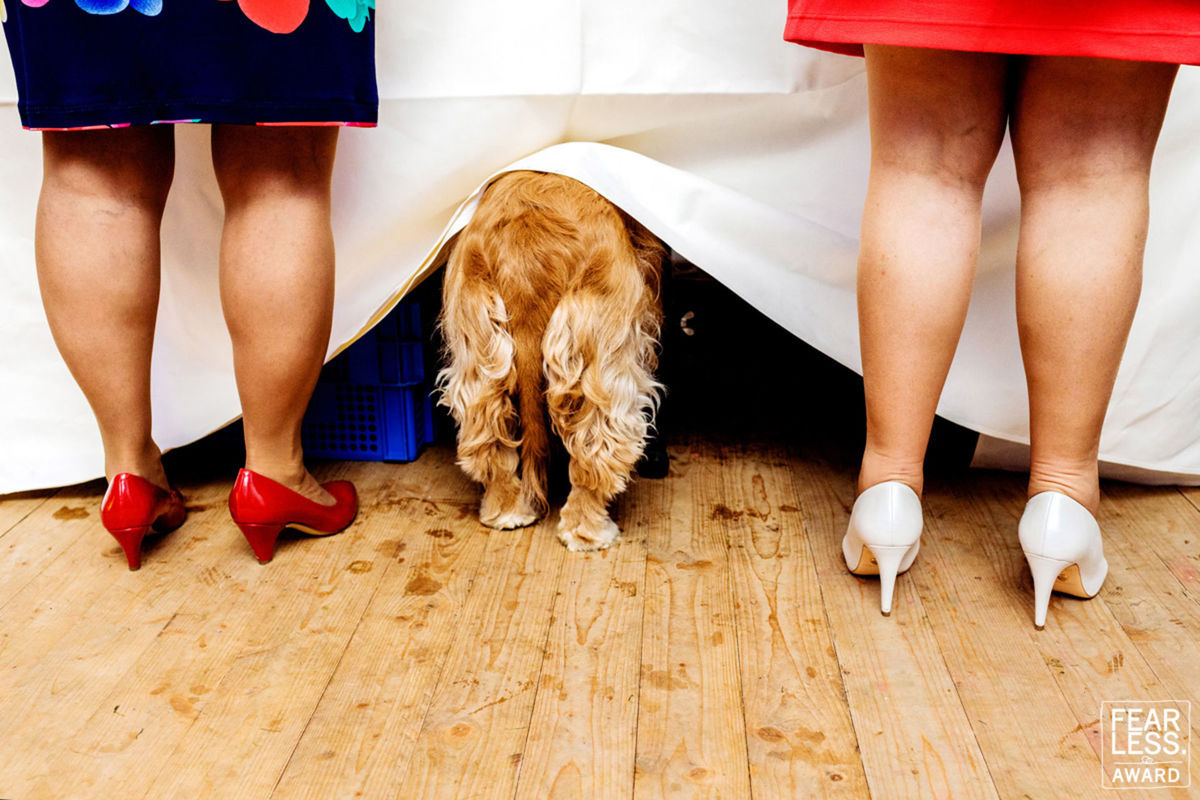Foto DOGS AT WEDDINGS | 2017-2019 Foto DOGS AT WEDDINGS | 2017-2019 - Imagem 58