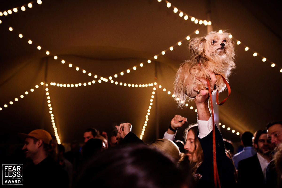 Foto DOGS AT WEDDINGS | 2017-2019 Foto DOGS AT WEDDINGS | 2017-2019 - Imagem 66