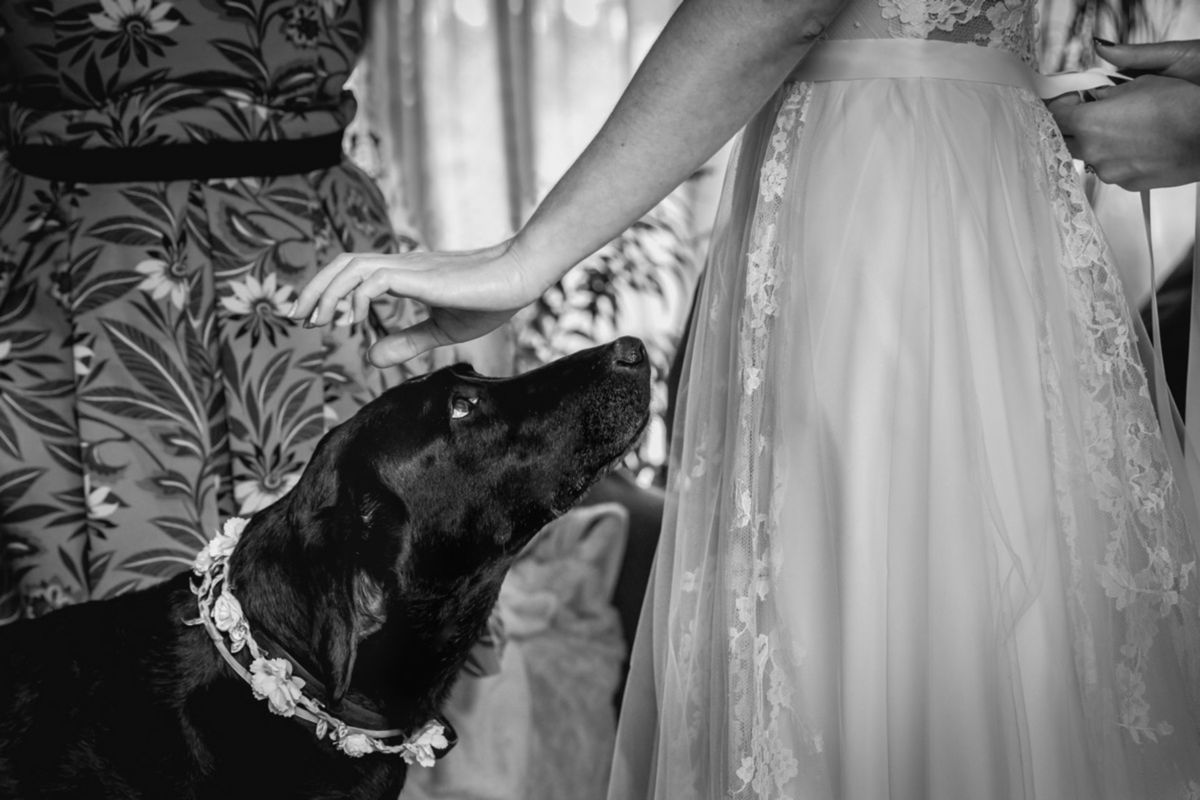 Foto DOGS AT WEDDINGS | 2017-2019 Foto DOGS AT WEDDINGS | 2017-2019 - Imagem 70