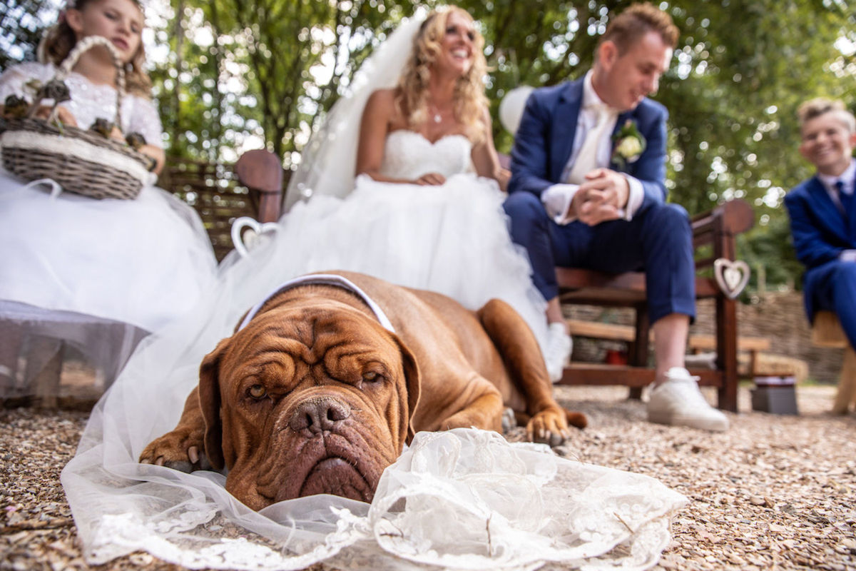 Foto DOGS AT WEDDINGS | 2017-2019 Foto DOGS AT WEDDINGS | 2017-2019 - Imagem 83