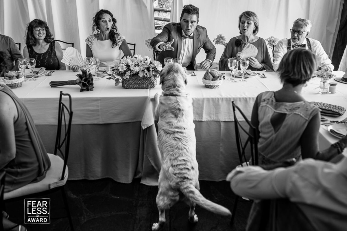 Foto DOGS AT WEDDINGS | 2017-2019 Foto DOGS AT WEDDINGS | 2017-2019 - Imagem 82
