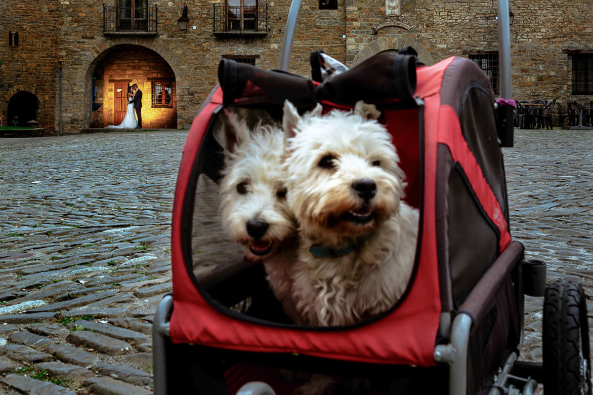 Foto DOGS AT WEDDINGS | 2017-2019 Foto DOGS AT WEDDINGS | 2017-2019 - Imagem 69
