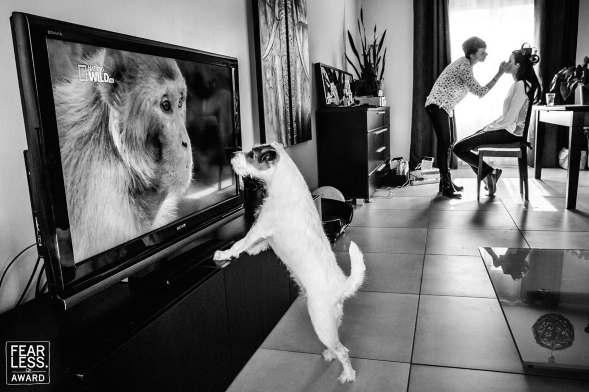 Foto DOGS AT WEDDINGS | 2017-2019 Foto DOGS AT WEDDINGS | 2017-2019 - Imagem 89