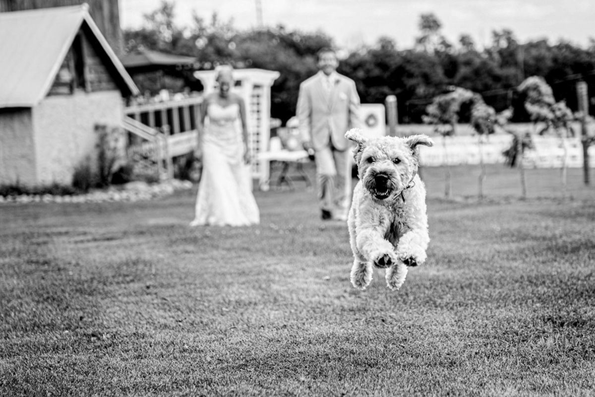 Foto DOGS AT WEDDINGS | 2017-2019 Foto DOGS AT WEDDINGS | 2017-2019 - Imagem 79
