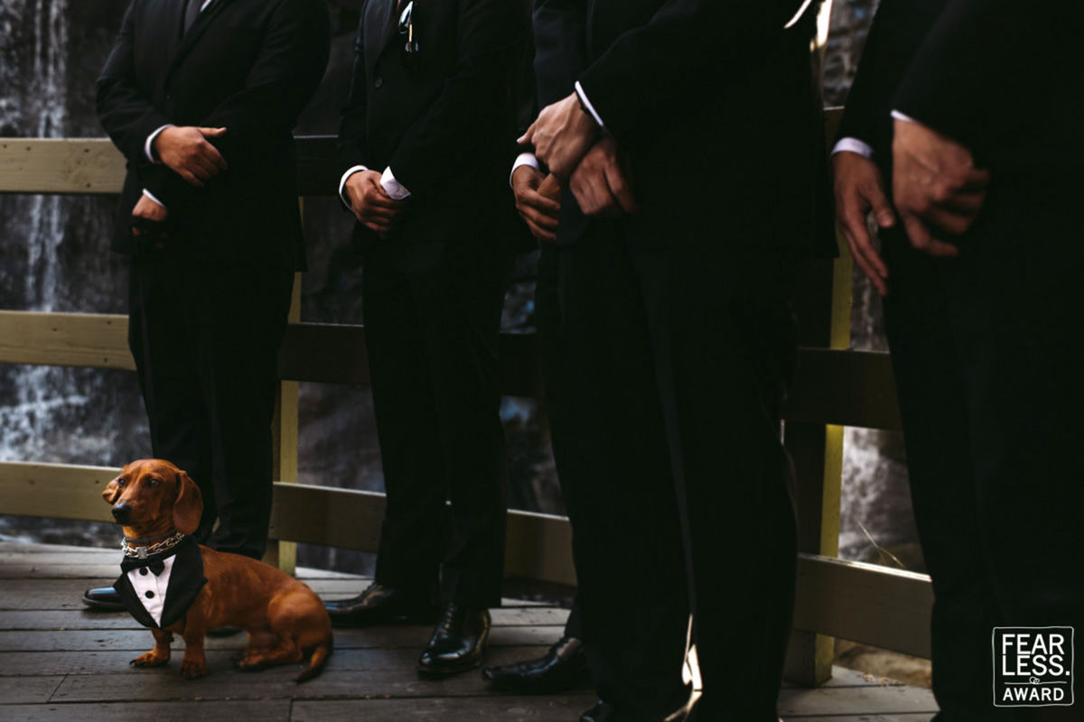 Foto DOGS AT WEDDINGS | 2017-2019 Foto DOGS AT WEDDINGS | 2017-2019 - Imagem 77