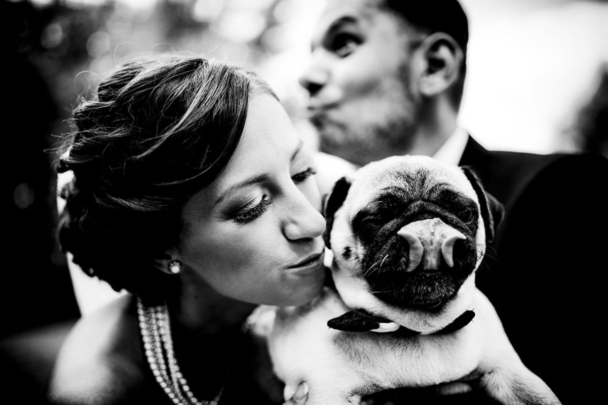 Foto DOGS AT WEDDINGS | 2017-2019 Foto DOGS AT WEDDINGS | 2017-2019 - Imagem 68