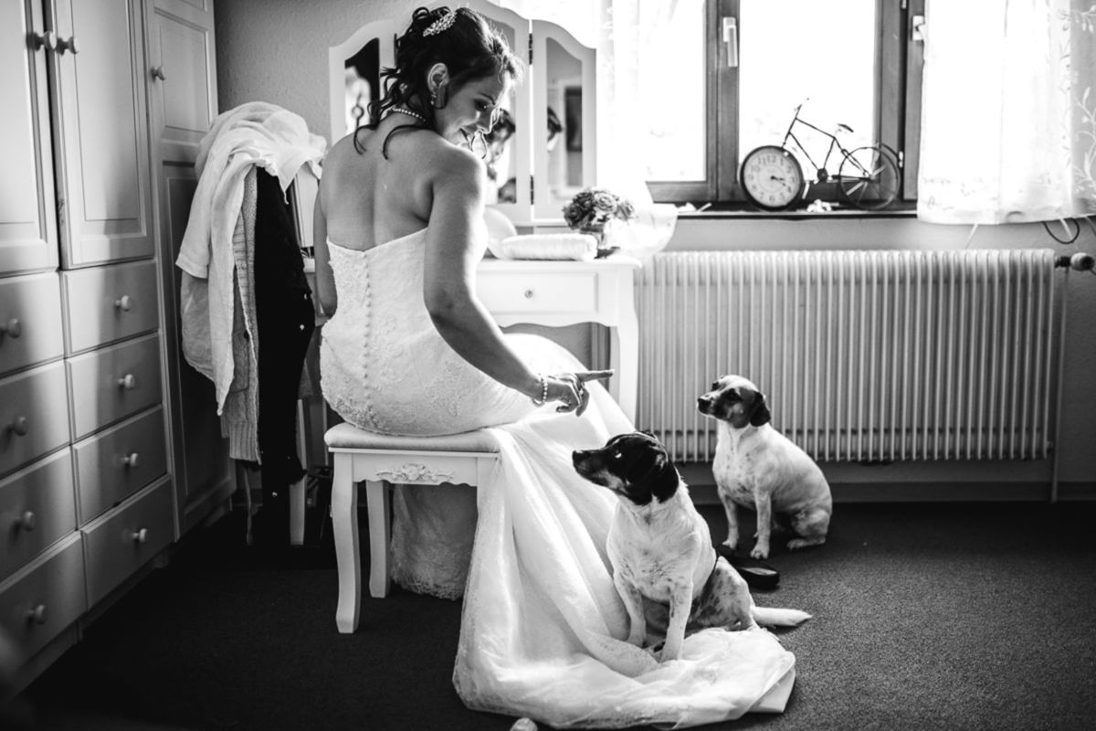 Foto DOGS AT WEDDINGS | 2017-2019 Foto DOGS AT WEDDINGS | 2017-2019 - Imagem 71