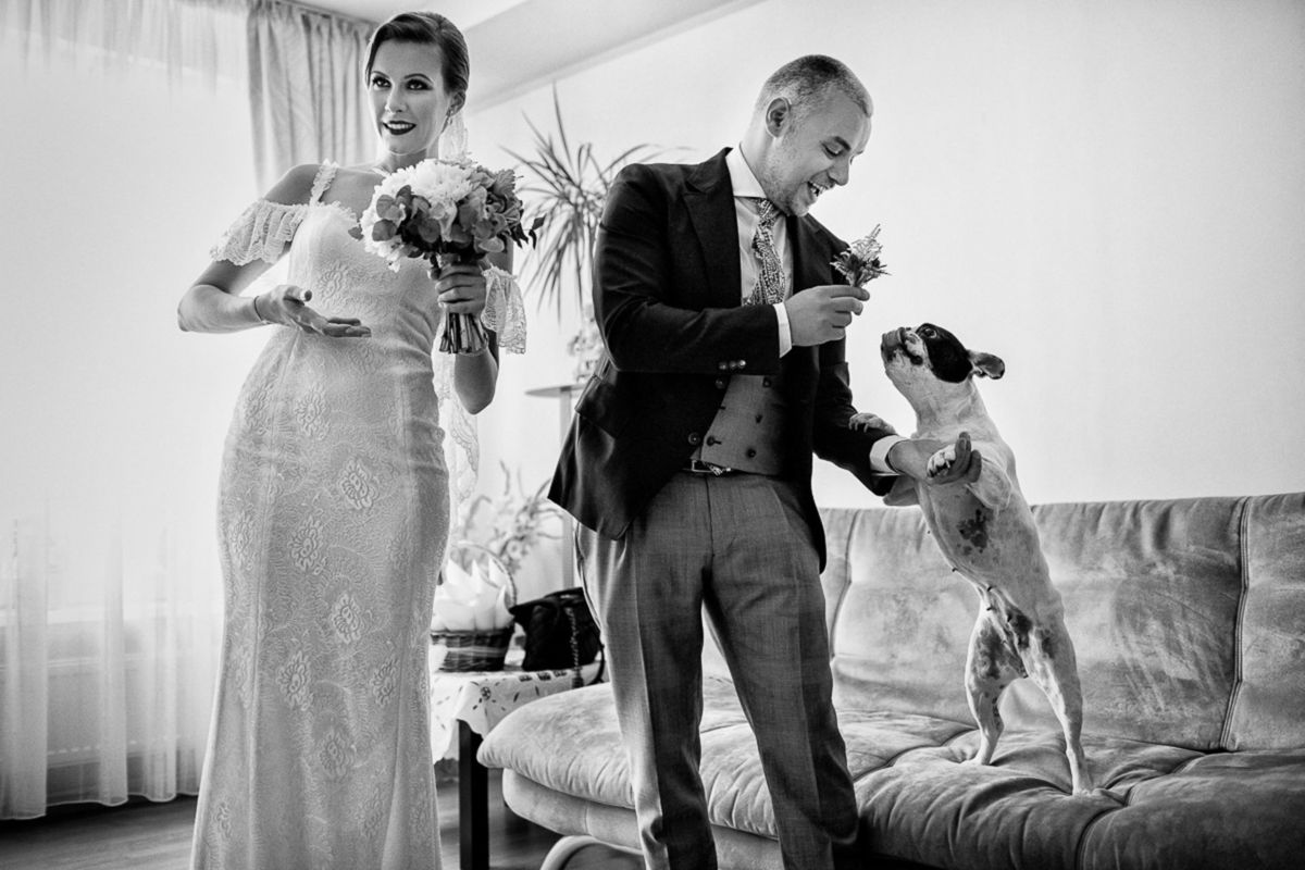 Foto DOGS AT WEDDINGS | 2017-2019 Foto DOGS AT WEDDINGS | 2017-2019 - Imagem 87