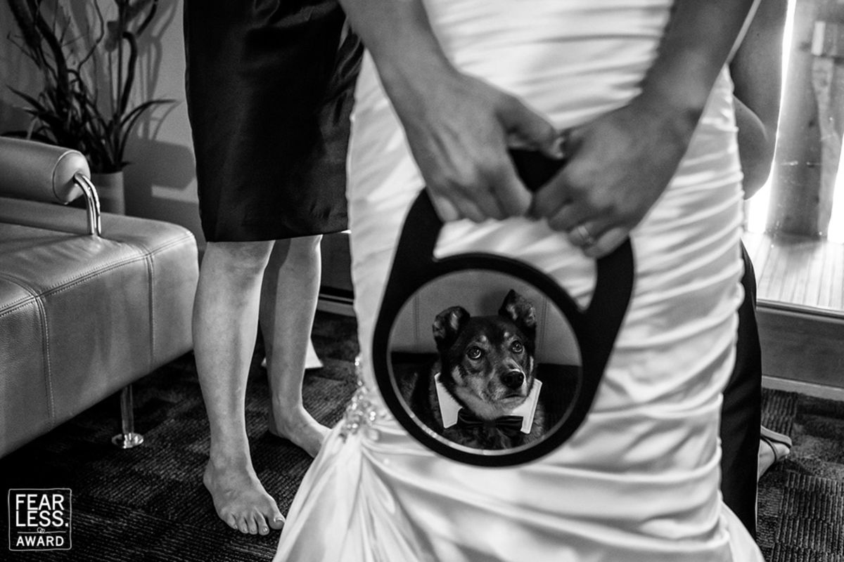 Foto DOGS AT WEDDINGS | 2017-2019 Foto DOGS AT WEDDINGS | 2017-2019 - Imagem 86