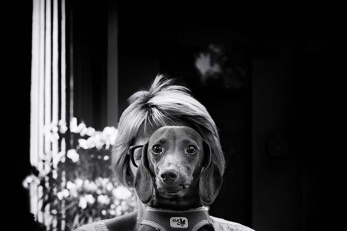 Foto DOGS AT WEDDINGS | 2017-2019 Foto DOGS AT WEDDINGS | 2017-2019 - Imagem 67