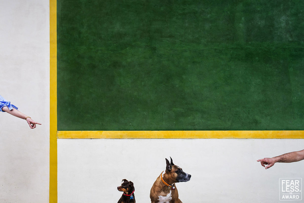 Foto DOGS AT WEDDINGS | 2017-2019 Foto DOGS AT WEDDINGS | 2017-2019 - Imagem 88